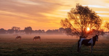 three horses in meadow at sunrise with colorful sky and willows in the netherlands between utrecht and culemborg clipart