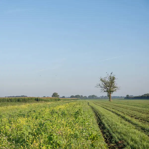 Hollanda 'nın Noord-brabant bölgesindeki Boxmeer yakınlarında yaşlı meşe ağacı ve çayırı