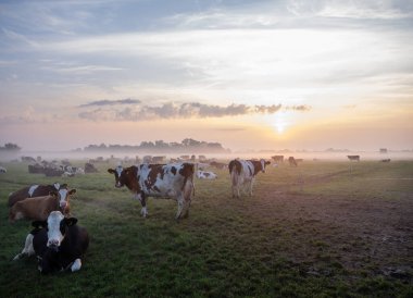 Hollanda 'nın Culemborg yakınlarındaki renkli gündoğumu sırasında sisli çayırlarda benekli inek sürüsü