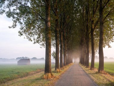 Güneş doğarken sisli bir sabahta çayırda Culemborg yakınlarında ağaçlarla kaplı beton sığınak ve köy yolu.