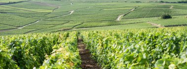 summer vineyards in the champagne region between reims and epernay in france clipart