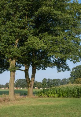 herd of spotted cows in green meadow near farm in countryside landscape of dutch achterhoek on sunny summer morning clipart