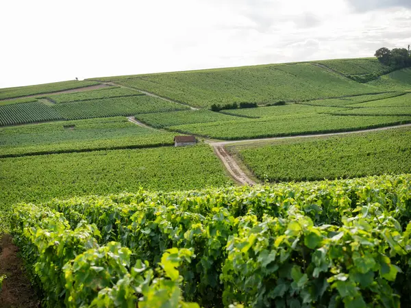 Fransa 'da Reims ve Epernay arasındaki şampanya bölgesinde yaz üzüm bağları