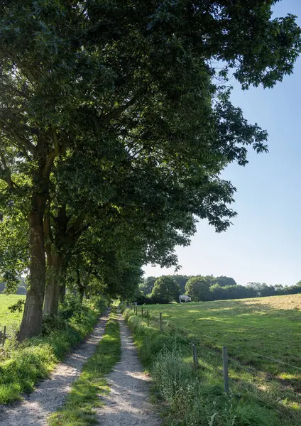 stock image hiking track in countryside landscape with cows near nijmegen in the netherlands