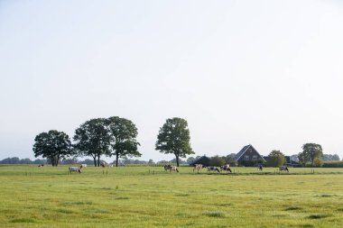 herd of spotted cows in green meadow near farm in countryside landscape of dutch achterhoek on sunny summer morning clipart