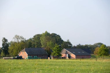 brown horses graze in meadow near farm in achterhoek near doetinchem clipart