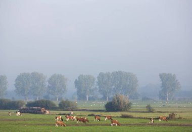 Benekli kırmızı veya kahverengi inekler, Hollanda 'da nehir ren taşkın uçaklarında otlar. Mavi yaz gökyüzünün altında, sabah sisinin altında.