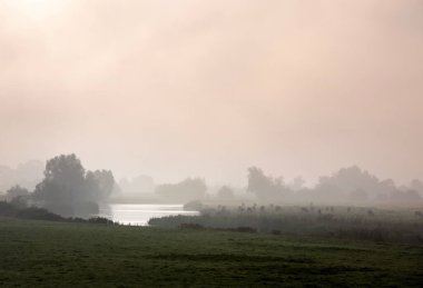 cows in foggy early morning meadows of amerongse bovenpolder in holland at sunrise clipart