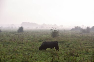 Erken sabah sisi ve doğadaki kara boğa Hollanda 'daki nehir ren taşkın uçaklarında Amerika Bovenpolder rezerve eder.