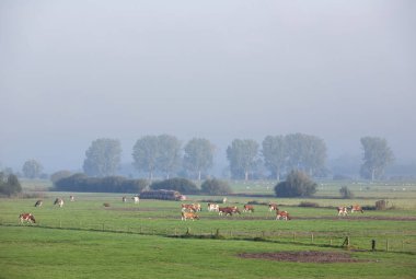Benekli kırmızı veya kahverengi inekler, Hollanda 'da nehir ren taşkın uçaklarında otlar. Mavi yaz gökyüzünün altında, sabah sisinin altında.