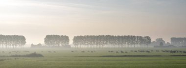 Hollanda 'da Culemborg yakınlarında güneş doğarken sabah sisinde büyük bir inek ve ağaç sürüsü olan çayır.