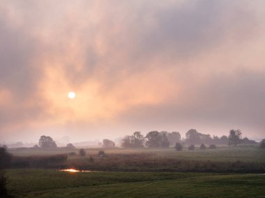 cows in foggy early morning meadows of amerongse bovenpolder in holland at sunrise clipart