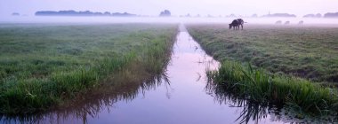 Kanal rengarenk gündoğumunu ve Hollanda 'da Culemborg yakınlarında gün doğumunda sisli çayırlarda sığır eti ineklerini yansıtıyor.