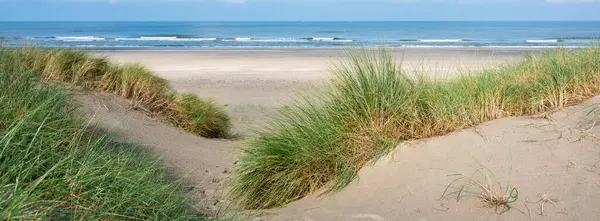 blue sky and clouds over dunes with marram grass at north sea beach in the netherlands