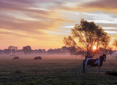 Üç at gün doğumunda çayırda renkli gökyüzü ve Hollanda 'da söğütler utrecht ve culemborg arasında
