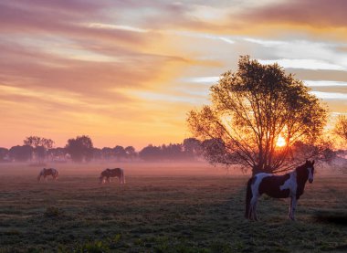 Üç at gün doğumunda çayırda renkli gökyüzü ve Hollanda 'da söğütler utrecht ve culemborg arasında