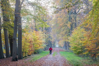 Hollanda 'daki utrecht yakınlarında, renkli bir sonbaharda kırmızı şapkalı ve bastonlu yaşlı bir adamla orman yolu.