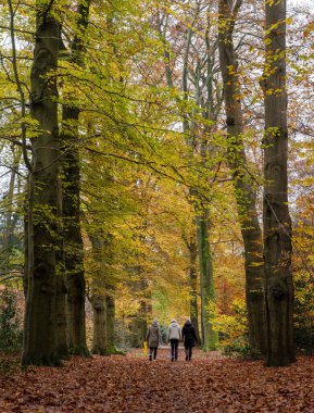 driebergen, Hollanda, 15 Kasım 2024: Hollanda 'da utrecht yakınlarında yürüyen üç kadın ve sarı sonbahar yapraklı yaprak kaplı orman