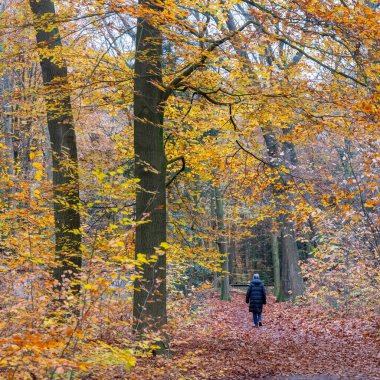 driebergen, Hollanda, 15 Kasım 2024: Hollanda yakınlarındaki renkli yapraklar arasında sonbahar ormanlarında yürüyen yaşlı kadın