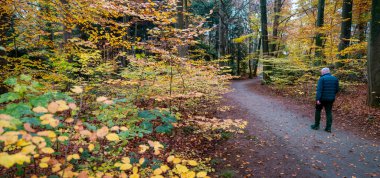 .driebergen, Hollanda, 15 Kasım 2024: Yaşlı adam Hollanda yakınlarındaki renkli yapraklar arasında sonbahar ormanlarında yürüyor