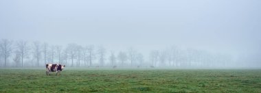 Hollanda 'da utrecht yakınlarında yeşil sisli kış çayırlarında kırmızı ve beyaz benekli ineklerin arkasındaki çıplak ağaçlar.