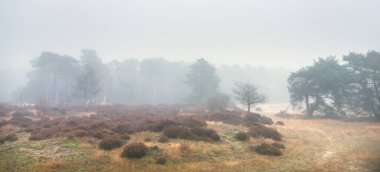 heather and trees of landscape in nature park Den Treek near Amersfoort in the netherlands during dense fog in winter clipart