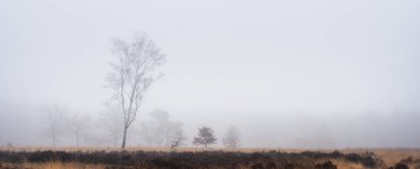 heather and trees of landscape in nature park Den Treek near Amersfoort in the netherlands during dense fog in winter clipart