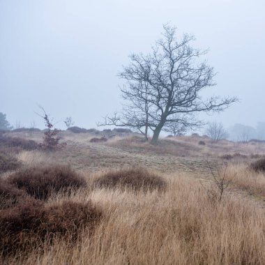 heather and trees of landscape in nature park Den Treek near Amersfoort in the netherlands during dense fog in winter clipart