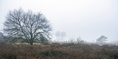 heather and trees of landscape in nature park Den Treek near Amersfoort in the netherlands during dense fog in winter clipart