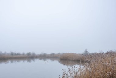 Wuiet 'te, Hollanda' da, sel baskını uçaklarından oluşan göldeki beyaz, dilsiz bir kuğu...