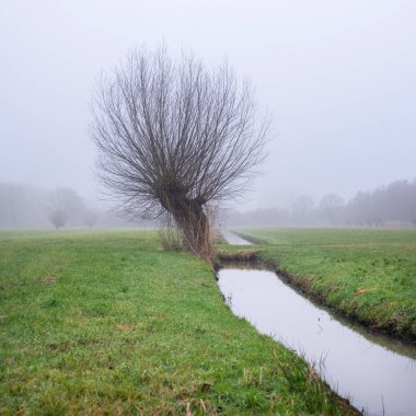 canal and pollard willows in green grassy dutch meadow near utrecht in the netherlands in winter fog clipart