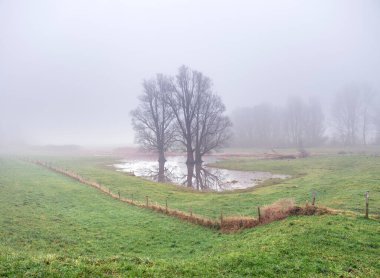Hollanda 'da nehir ve hendek arasındaki manzara. Su, ağaç ve otla kaplı taşkın uçakları. Wijk bij duurstede ve amerongen arasında.