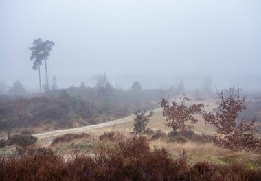 Hollanda 'daki Amersfoort yakınlarındaki Den Treek parkında kışın yoğun sis altında, fundalık ve ağaçlar.