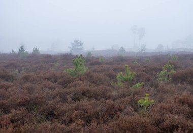 Hollanda 'daki Amersfoort yakınlarındaki Den Treek parkında kışın yoğun sis altında, fundalık ve ağaçlar.