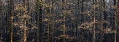 Sıcak, öğleden sonra güneş ışığı, kışın Hollanda 'daki utrecht yakınlarında meşe ağaçlarının çıplak dallarını aydınlatır.