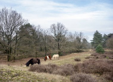 Hollanda 'da Arnhem yakınlarında, Hollanda' da, donuk bir kış günü atlar otlar.