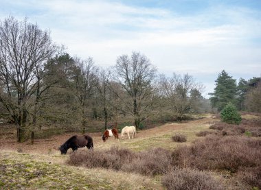Hollanda 'da Arnhem yakınlarında, Hollanda' da, donuk bir kış günü atlar otlar.