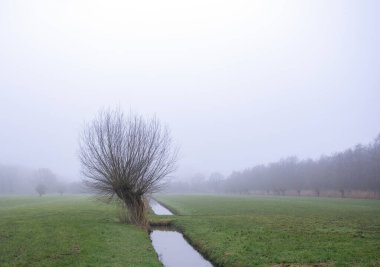 Kanal ve pollard söğütleri yeşil çimenli çayırlarda Hollanda 'nın utrecht yakınlarında kış sisinde