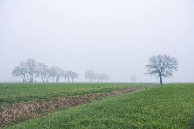 Tipik Hollandalı yeşil çayır ve sabah sisli ağaç siluetlerinden oluşan kış manzarası
