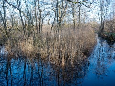 Hollanda 'nın iç kesimlerinde kışın kamış ve hendek bataklığı doğa rezervi mavi gökyüzü suya yansıyor.