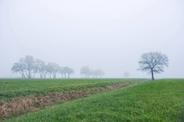 Tipik Hollandalı yeşil çayır ve sabah sisli ağaç siluetlerinden oluşan kış manzarası