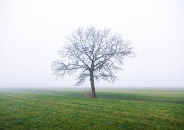 Tipik Hollandalı yeşil çimenli çayır ve sabah sisi içinde tek bir ağacın siluetinin kış manzarası