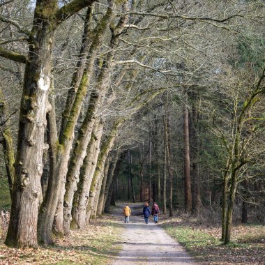 Hollanda meşe ağaçları yakınlarındaki güneşli kış ormanlarında yürüyen üç kişi.