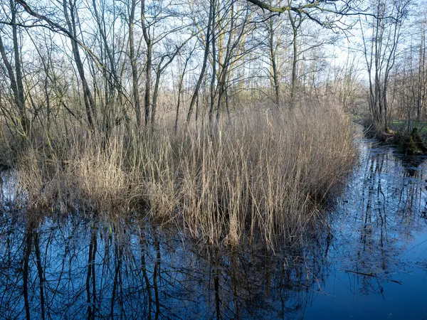 Hollanda 'nın iç kesimlerinde kışın kamış ve hendek bataklığı doğa rezervi mavi gökyüzü suya yansıyor.