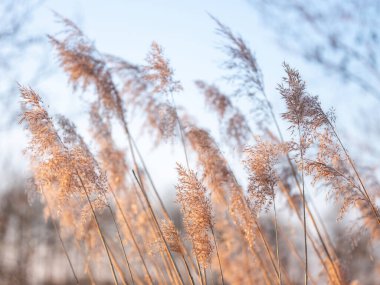 Hollanda 'da günbatımında arka ışıklandırılmış kamış tüyleri veya kamış tüyleri