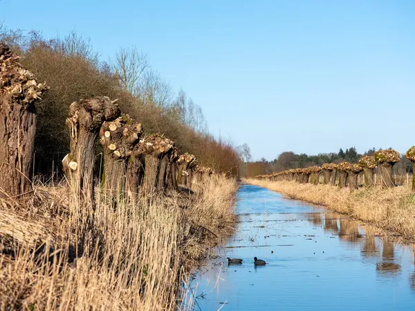 Hollanda 'daki Hollanda manzarası. Kanal boyunca düğümlenmiş söğütler, mavi gökyüzü ve iki öküz.