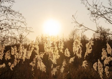 Hollanda 'da günbatımında arka ışıklandırılmış kamış tüyleri veya kamış tüyleri
