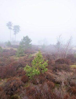 Kış sabahı sisli bir kış sabahı Hollanda 'da American Foot yakınlarındaki Park Den Treek' in fundalığı kışın sisli.