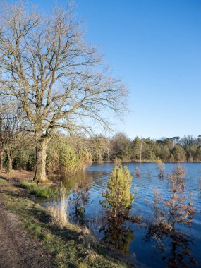 Sel basmış küçük çam ağaçları, Hollanda 'da, mavi gökyüzünün altında ilkbaharın başlarında.