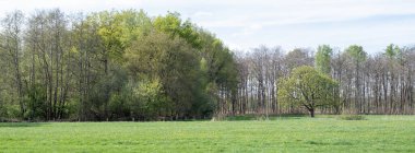 Orman, Hollanda 'da, Hollanda' daki utrecht yakınlarında mavi gökyüzünün altında kestane ağacıyla çayırın yanındaki ilkbahar renklerini gösteriyor.